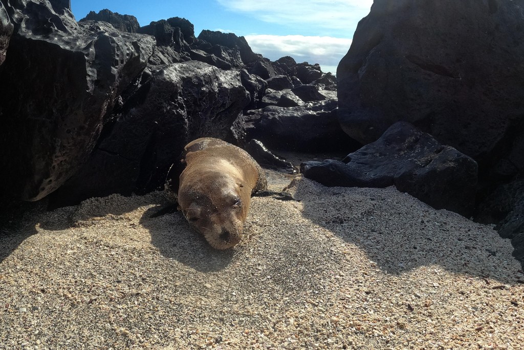 Best time to visit the Galápagos for photography